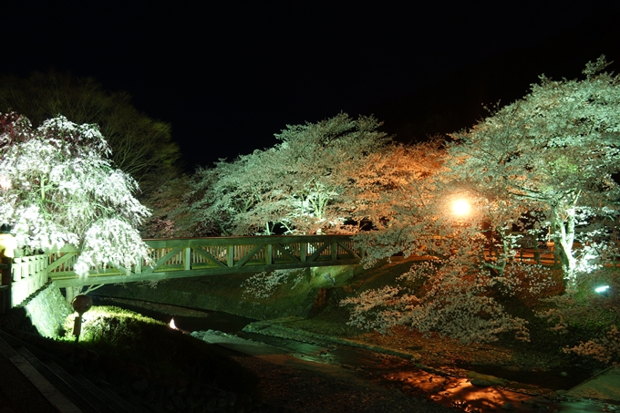 京都桜速報2018_20　No31