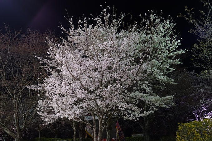 京都桜速報2018_20　No33