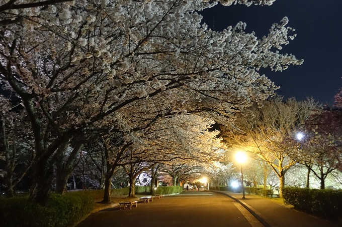 京都桜速報2018_20　No38