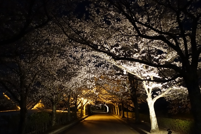 京都桜速報2018_20　No39