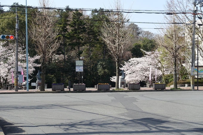 京都桜速報2018_15　No2