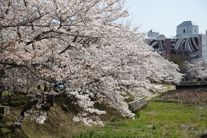 京都桜速報2018_15　No3