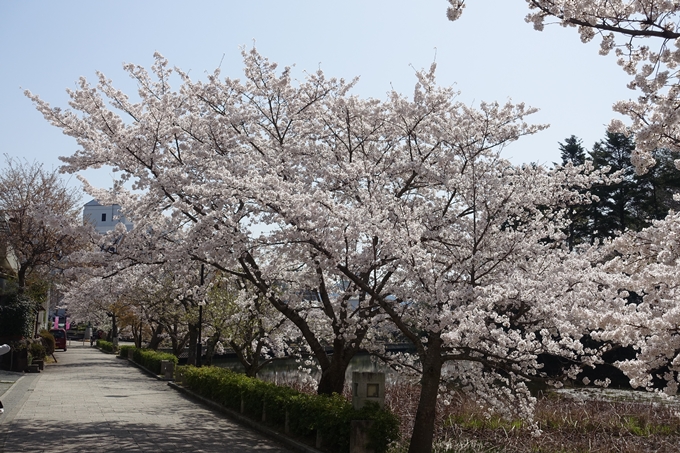 京都桜速報2018_15　No4