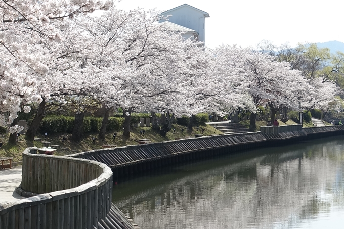 京都桜速報2018_15　No5