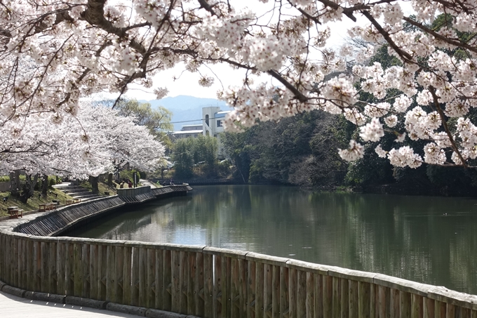 京都桜速報2018_15　No6