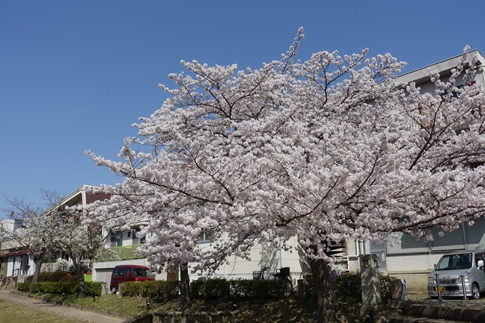 京都桜速報2018_15　No7