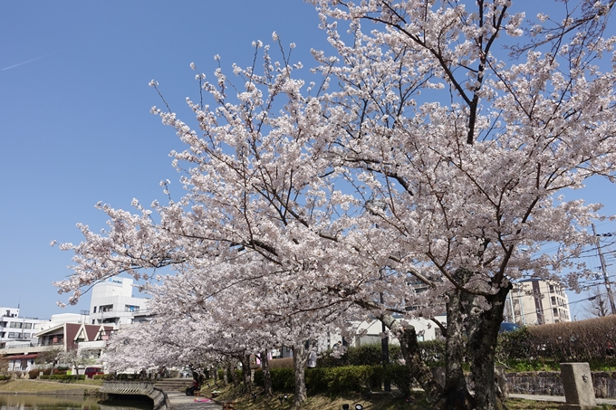 京都桜速報2018_15　No9