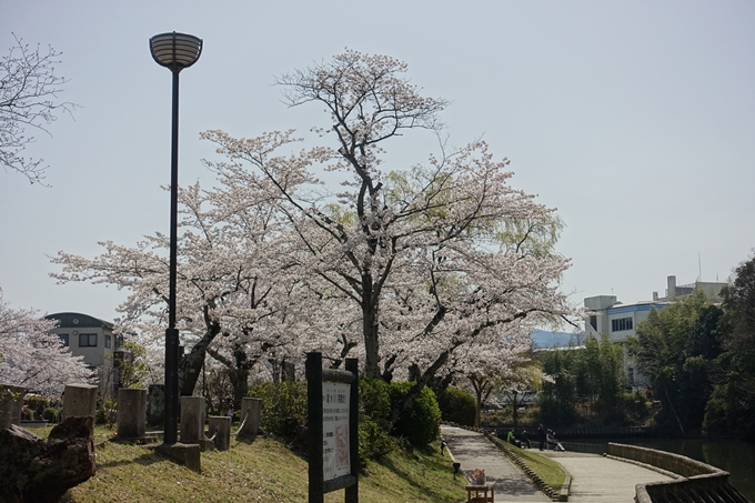 京都桜速報2018_15　No10