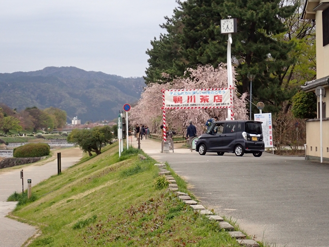 京都桜速報2018_1_20　No3