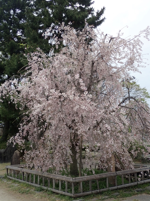 京都桜速報2018_1_20　No4