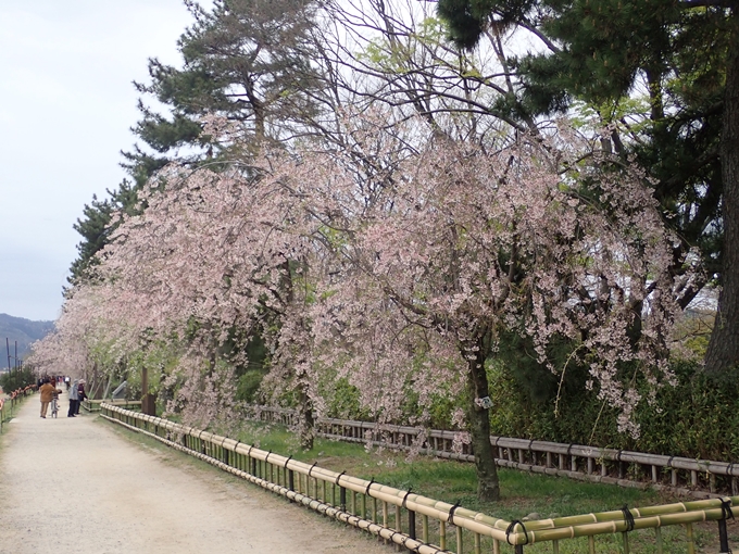 京都桜速報2018_1_20　No5