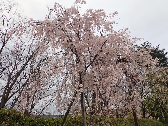 京都桜速報2018_1_20　No6