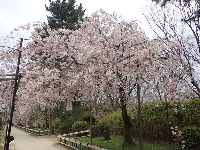 京都桜速報2018_1_20　No7