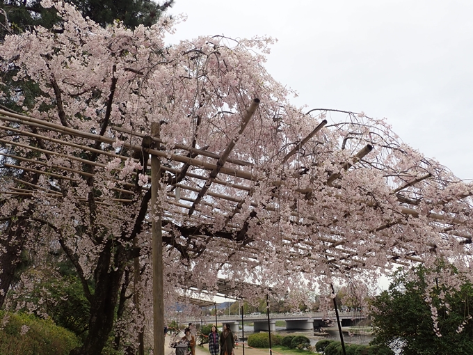 京都桜速報2018_1_20　No8