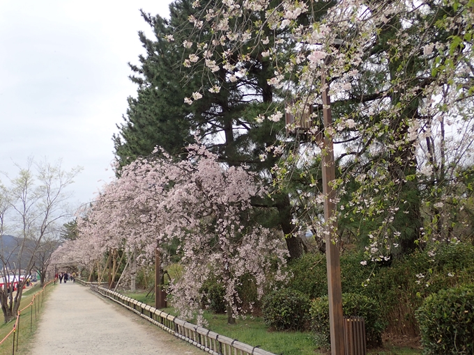 京都桜速報2018_1_20　No9