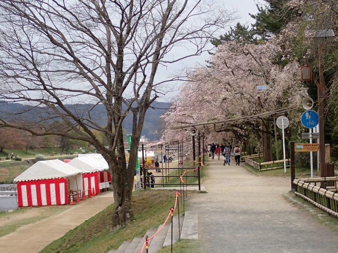 京都桜速報2018_1_20　No10