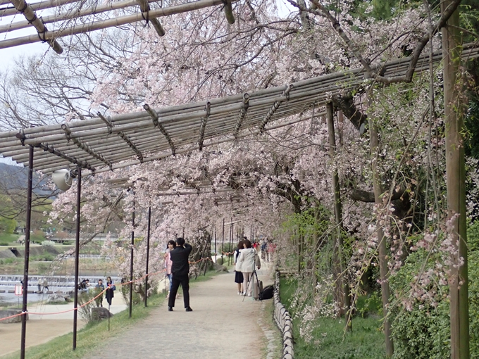 京都桜速報2018_1_20　No11