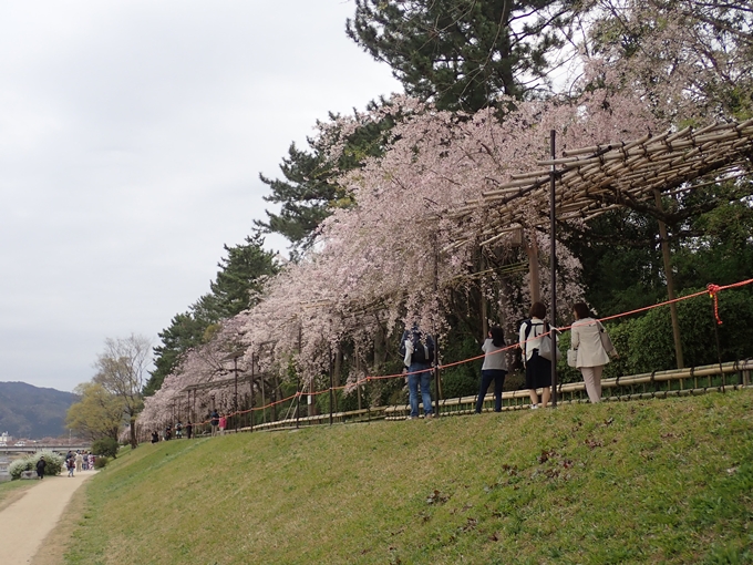 京都桜速報2018_1_20　No12