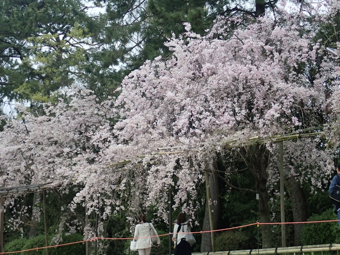 京都桜速報2018_1_20　No13