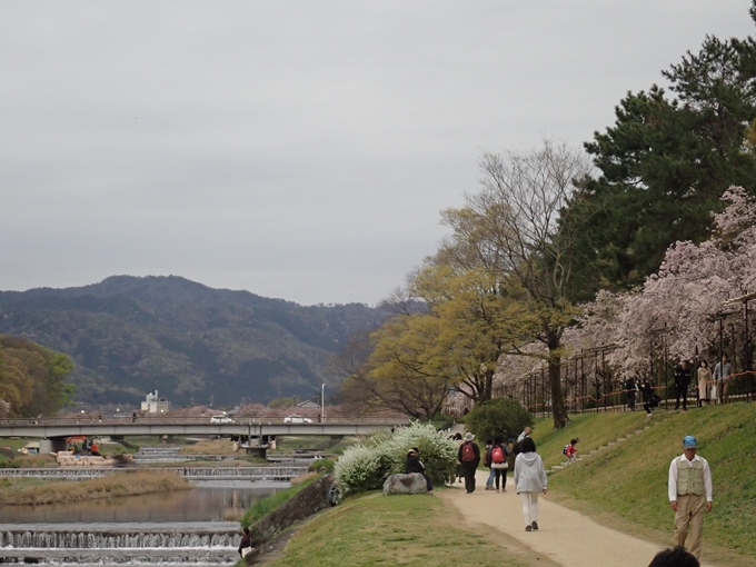 京都桜速報2018_1_20　No14