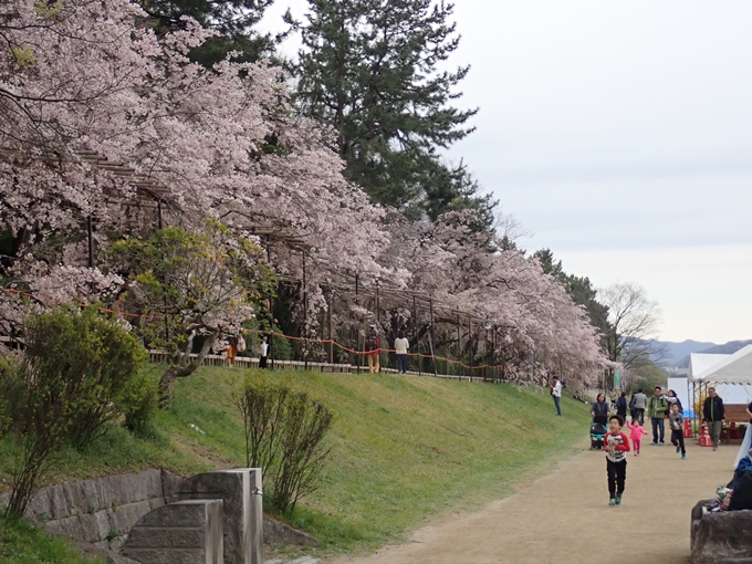 京都桜速報2018_1_20　No15