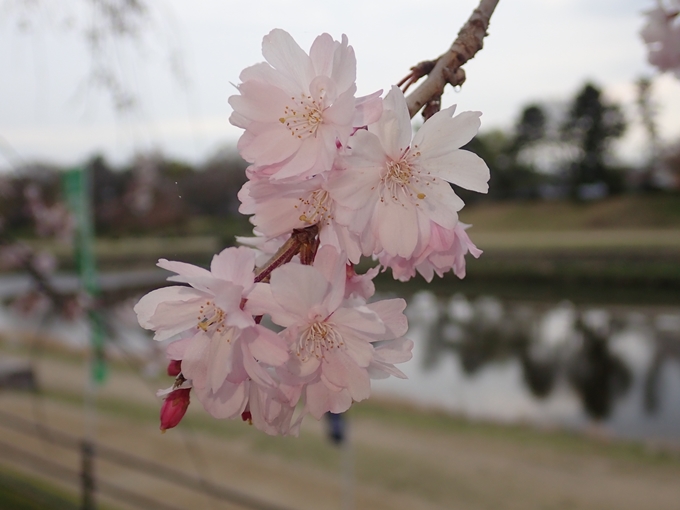 京都桜速報2018_1_20　No16