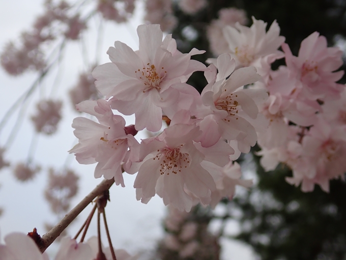 京都桜速報2018_1_20　No17