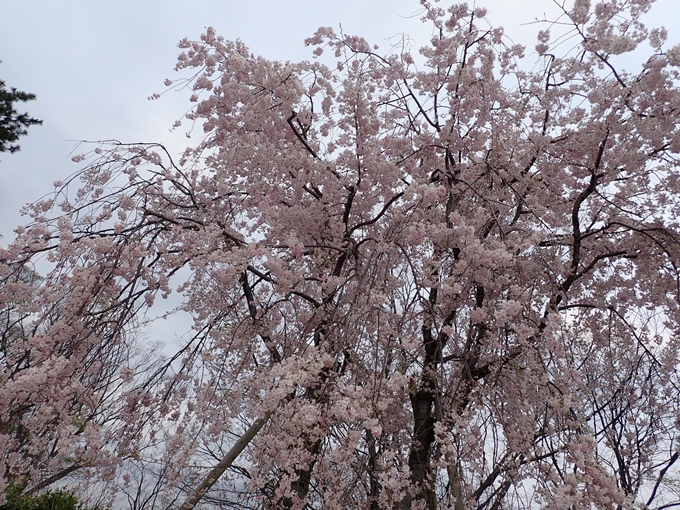 京都桜速報2018_1_20　No18