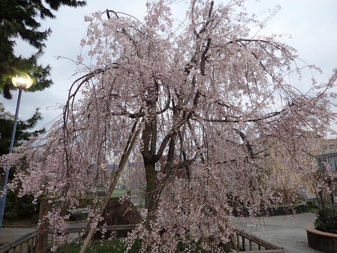 京都桜速報2018_1_20　No20