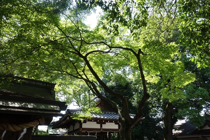 上桂御霊神社　No22