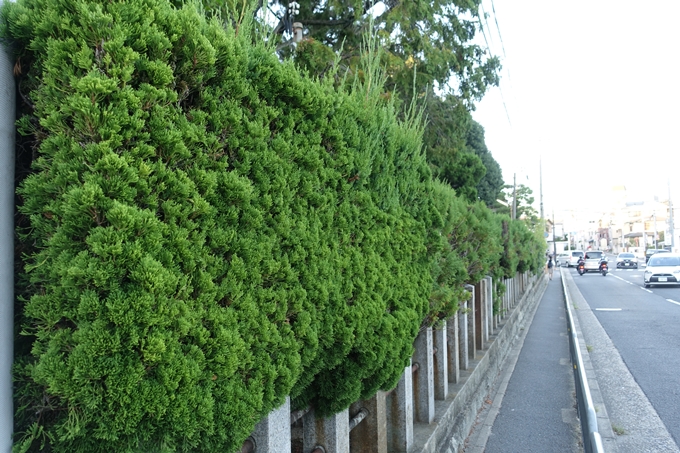 大酒神社　No8