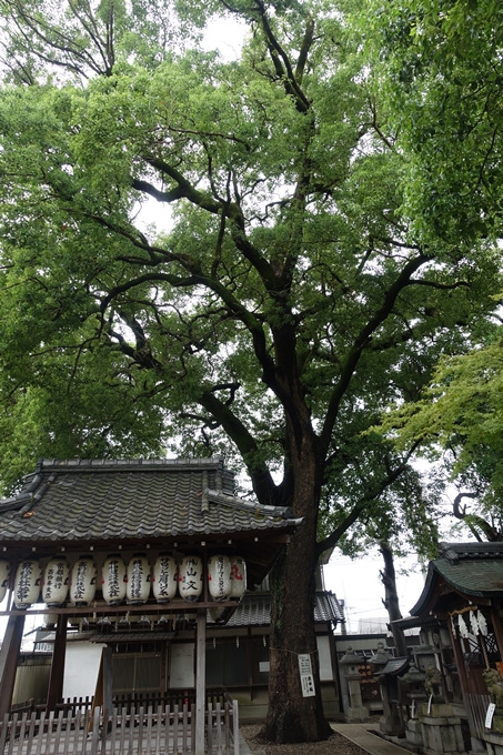 猿田彦神社　No23