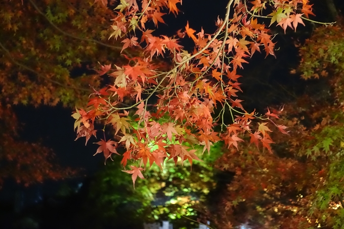 京都紅葉速報2018　その6　出雲神社_ライトアップ　No6