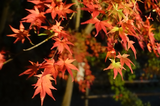 京都紅葉速報2018　その6　出雲神社_ライトアップ　No14