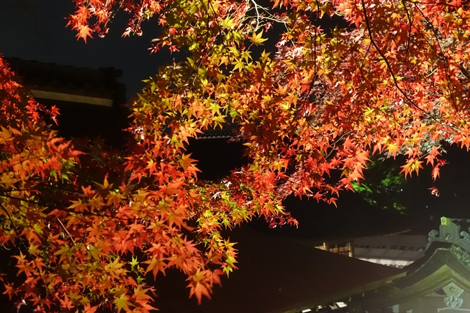 京都紅葉速報2018　その6　出雲神社_ライトアップ　No17