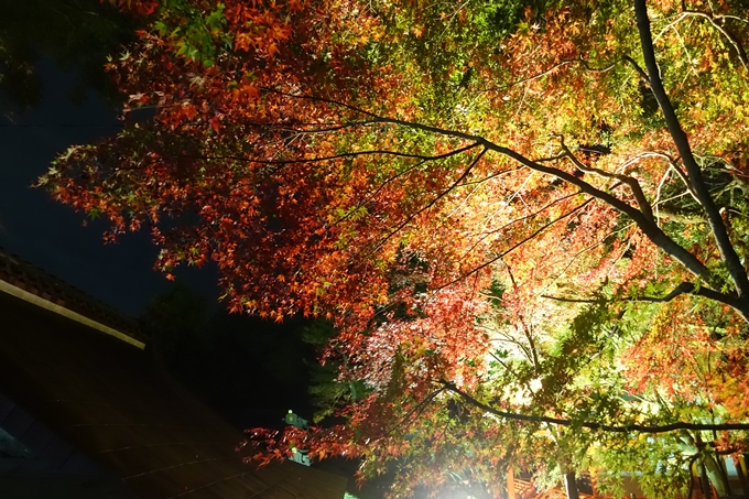 京都紅葉速報2018　その6　出雲神社_ライトアップ　No20