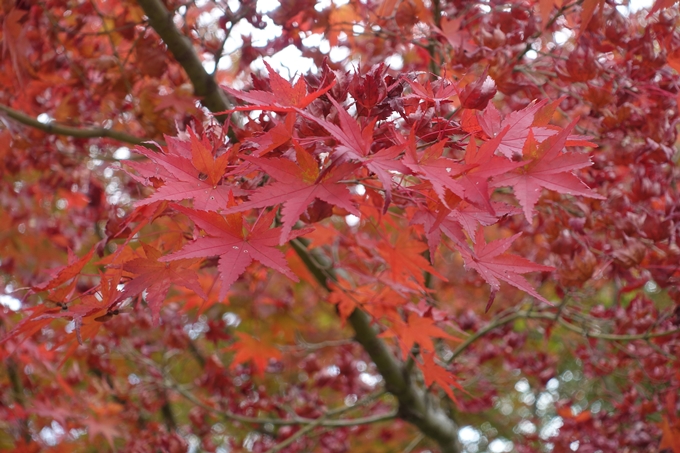 京都紅葉速報2018　その8　苗秀寺_紅葉　No4