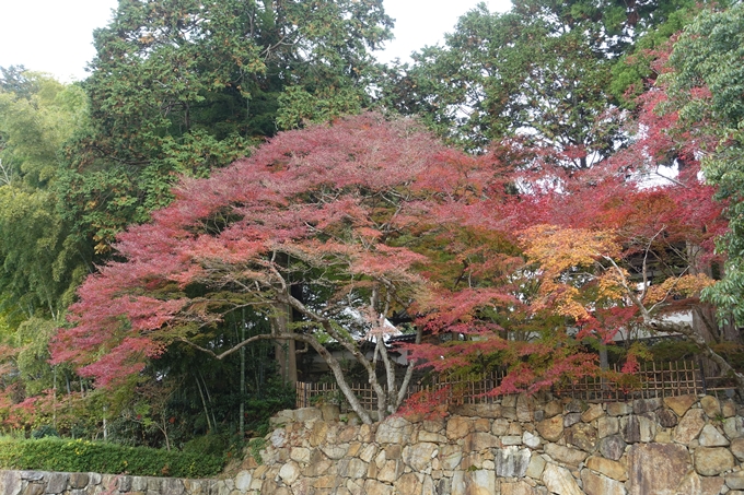 京都紅葉速報2018　その8　苗秀寺_紅葉　No5