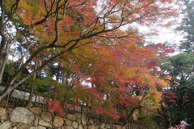 京都紅葉速報2018　その8　苗秀寺_紅葉　No8