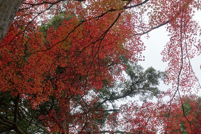 京都紅葉速報2018　その8　苗秀寺_紅葉　No11