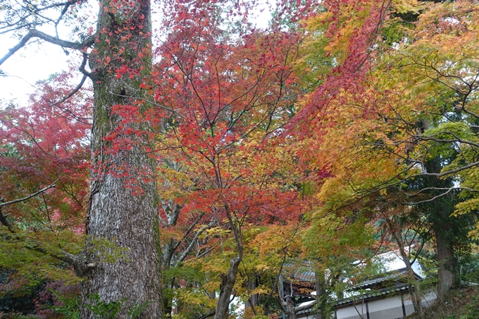 京都紅葉速報2018　その8　苗秀寺_紅葉　No12