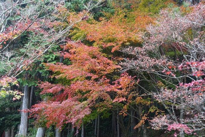 京都紅葉速報2018　その8　苗秀寺_紅葉　No18