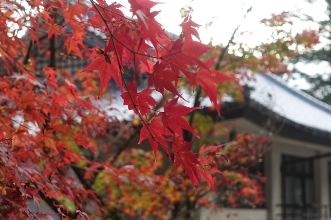 京都紅葉速報2018　その8　苗秀寺_紅葉　No19