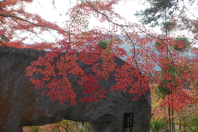 京都紅葉速報2018　その8　苗秀寺_紅葉　No21