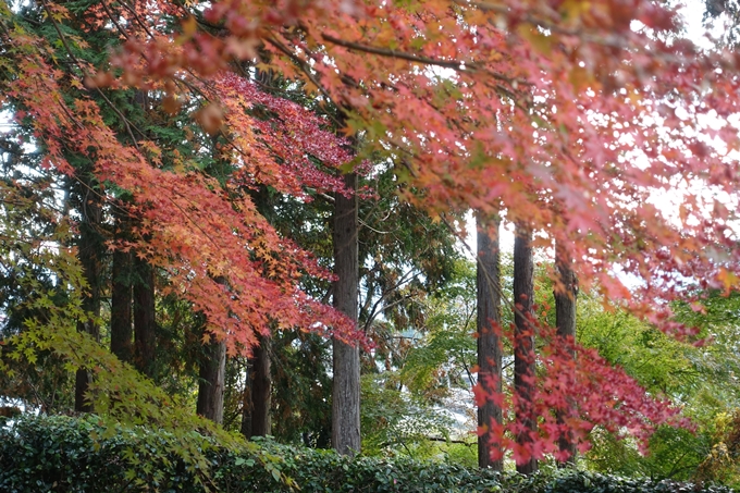 京都紅葉速報2018　その8　苗秀寺_紅葉　No22