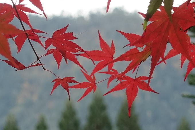 京都紅葉速報2018　その8　苗秀寺_紅葉　No23