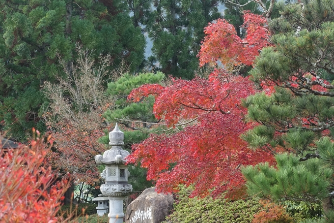 京都紅葉速報2018　その8　苗秀寺_紅葉　No24