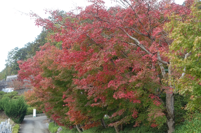 京都紅葉速報2018　その8　苗秀寺_紅葉　No25