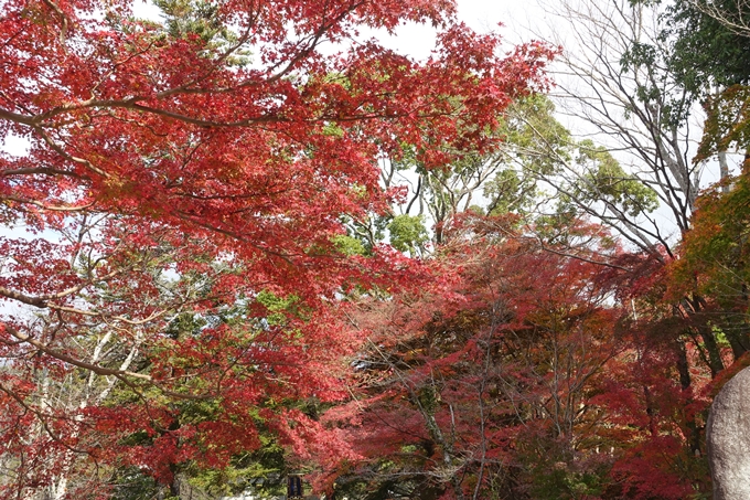 京都紅葉速報2018　その6　出雲神社_ライトアップ　No25