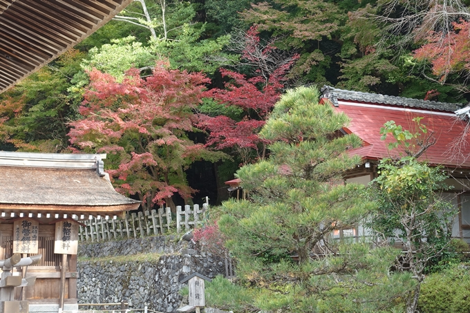 京都紅葉速報2018　その6　出雲神社_ライトアップ　No28